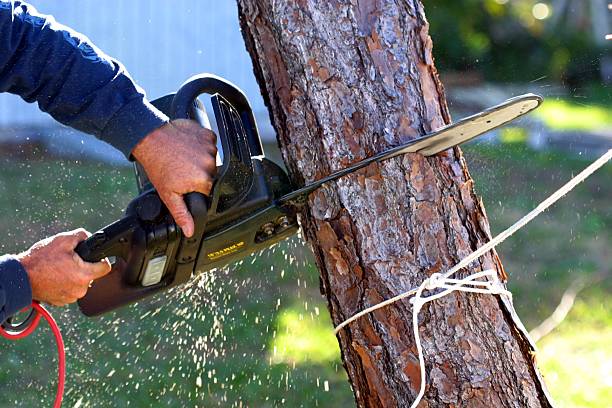  Rosharon, TX Tree Care Pros