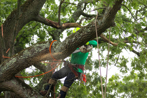 Best Tree Trimming and Pruning  in Rosharon, TX