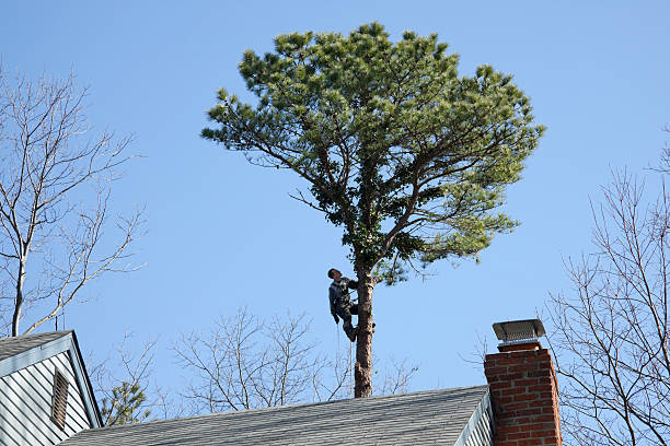 Best Tree Risk Assessment  in Rosharon, TX